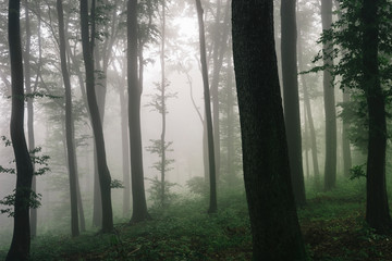 natural forest landscape, trees in fog in dark woods