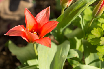 macro of a red tulip blossom