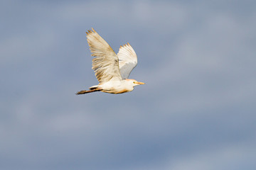 Western cattle egret flying