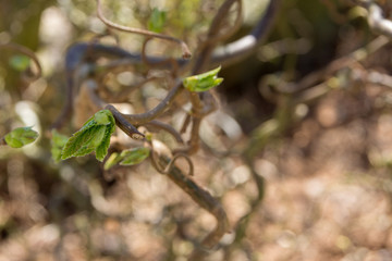 Macro of a hazel bud