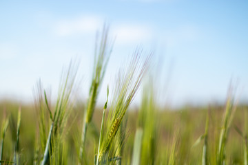 focus on young wheat plants with blurred background