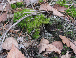 forest floor: green moss and dry leaves