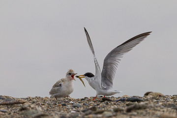 Little tern feeding one of her chicken with a fish