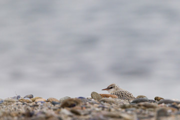 Little tern 's chicken on a beach