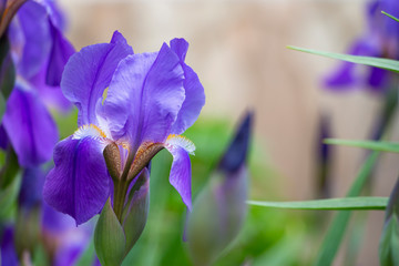 Blooming iris flower close-up. Natural natural background.