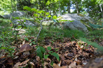 Boletus mushroom growing  near a youn beech tree ina a pyrenean forest