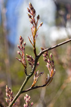 Macro of a juneberry bud