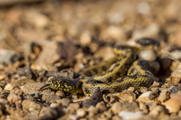  closeup of a Viperine water snake