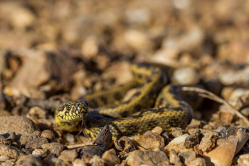  closeup of a Viperine water snake