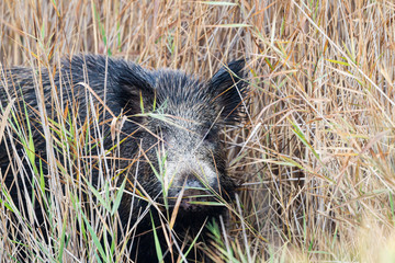 Wild boar hiding in the reeds