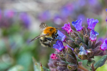 A bumblebee searching for nectar in a pulmonoria