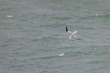 Northern gannet fishing over the mediterranean sea