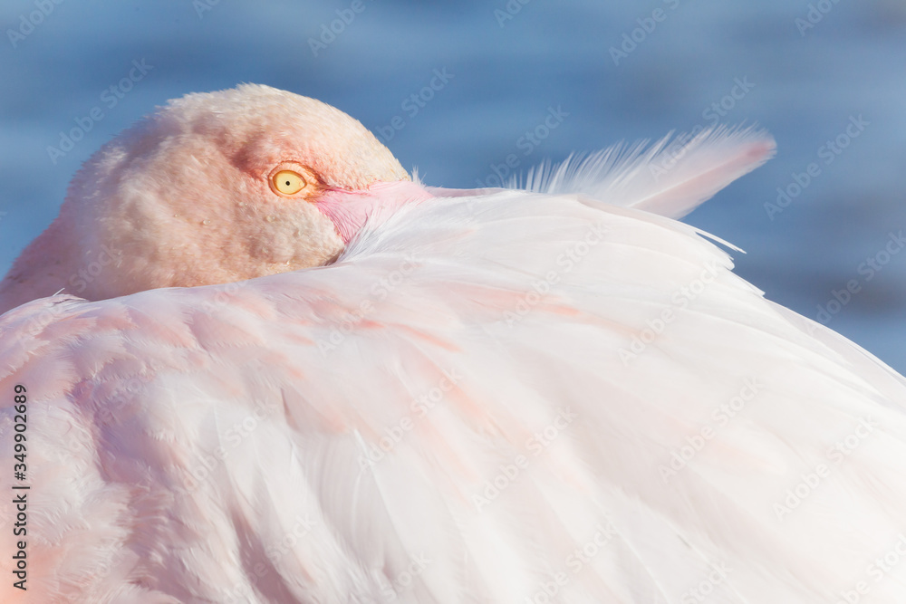 Wall mural portrait of a greater flamingo