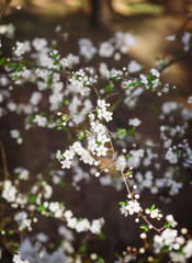 cherry flowers on the branches