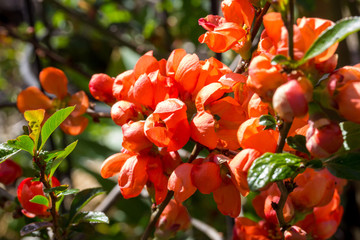 Macro of some Malinae blossoms