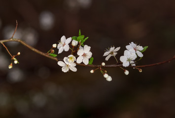 many cherry flowers on the branches