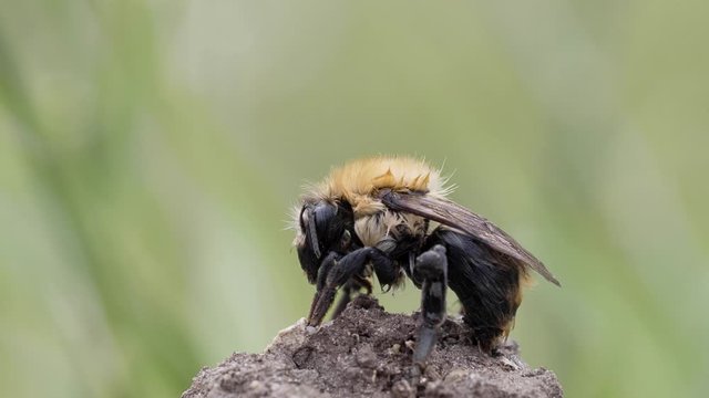 Bombus pascuorum, the common carder bee. Looking wet.