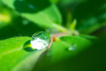 Fresh green leaf with a drop of water after rain. Detailed macro photo. Summer background image in green colors. Copyspace. Environment Day.