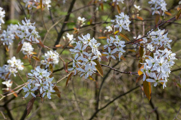 Juneberry blossoms on a branch