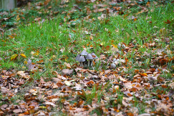 mushrooms in the grass
