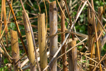Macro of faded Fallopia japonica, Persicaria, Reynoutria japonica plants