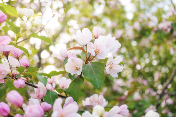 White-pink flowers of apple trees bloom on a branch. Close-up. The concept of spring, summer, flowering, holiday. Image for banner, postcards.