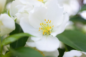 White flowers of apple trees bloom on a branch. Close-up. The concept of spring, summer, flowering, holiday. Image for banner, postcards.