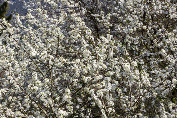 A tree full of blackthorn blossoms