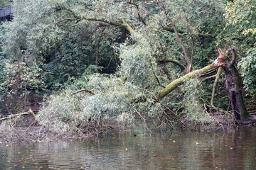 dead tree in the water