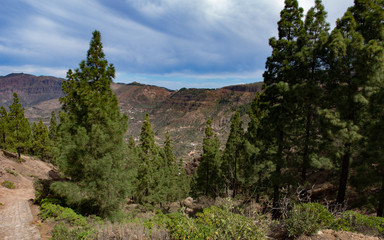 Fototapeta na wymiar Trees and landscape in Roque Nublo, Canary Islands