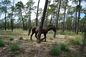 wild horse in the field