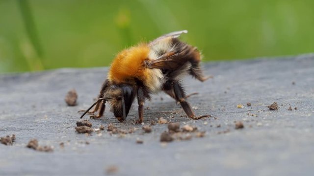 Bombus pascuorum, the common carder bee cleaning itself
