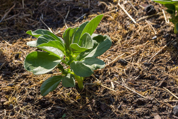 Young broad bean plants in the bed