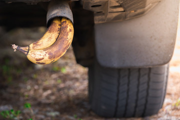 Bunch of ripe bananas in the exhaust pipe of car.