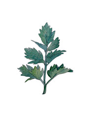 watercolor image of a green plant