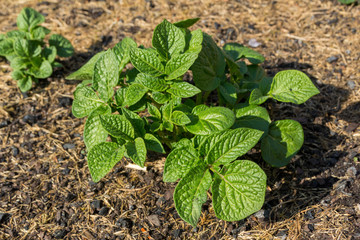 Macro of some young  potatoe plants in the bed