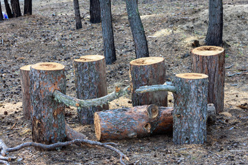 Thick pine firewood harvested for kindling the stove in the house lies in the forest.