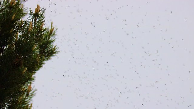 Natural background - a swarm of mosquitoes curls over pine branches. The mating season in mosquitoes.