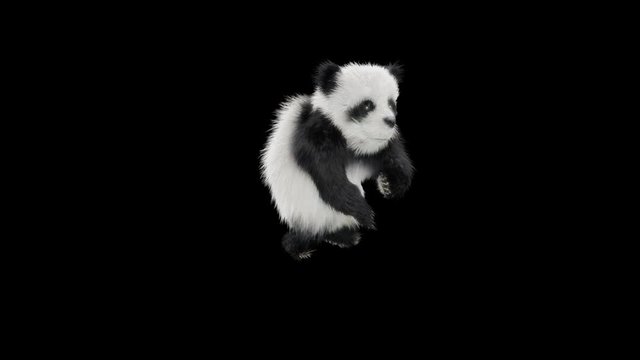 Panda Dance CG fur 3d rendering animal realistic CGI VFX Animation Loop  composition 3d mapping cartoon, with Alpha matte
