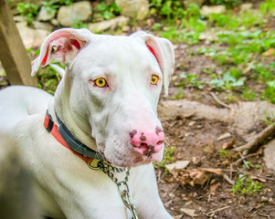 beautiful and sweet white dog with yellow eyes and pink nose
