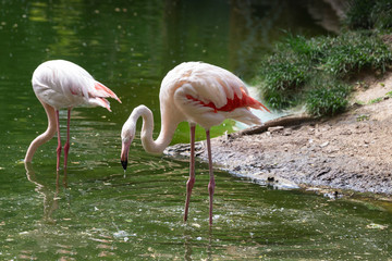 Phoenicopterus roseus - pink flamingo, beautiful profile view with bent neck, body and legs standing in the water.