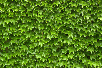 Fototapeta na wymiar House fence covered with dense green ivy. Great background for home garden lovers