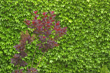 
Branches of a beautiful burgundy scumpia on a background of green ivy. Beauty in the home garden