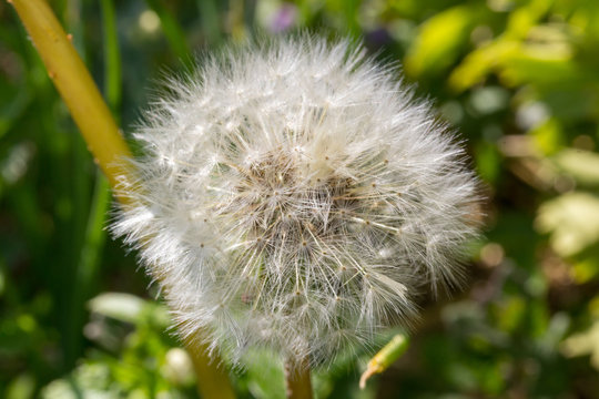 Macro of a dendelion