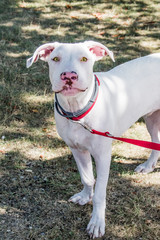 beautiful and sweet white dog with yellow eyes and pink nose