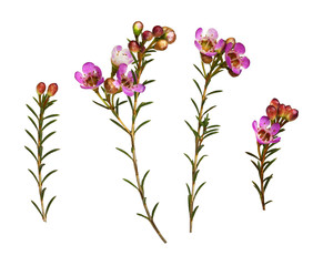 Set of pink chamelaucium flowers