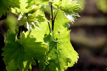 vineyard with young shoots of vine