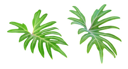 Set of green decorative philodendron leaves © Ortis