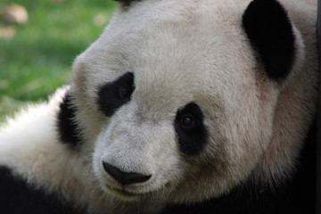 Chengdu pandas