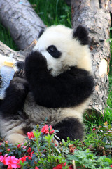 Obraz premium Chengdu pandas